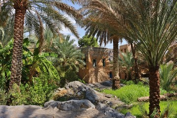 Oman Palm Tree Plantations in Misfat al Abriyin