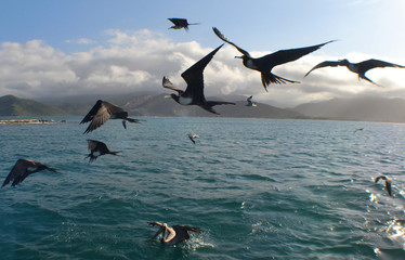 bird sea caribbean sea Venezuela