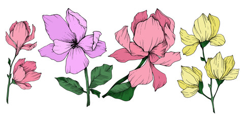 Vector Magnolia floral botanical flowers. Black and white engraved ink art. Isolated magnolia illustration element.