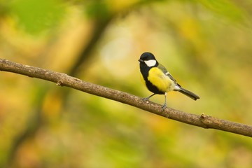 Eine Kohlmeise sitzt im Herbst auf einem Ast, Parus major