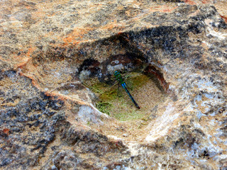 dragon fly on a rock