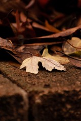 autumn leaves on the ground