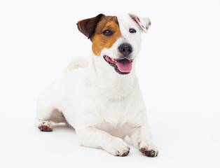 dog jack russell terrier looks up on a white background - obrazy, fototapety, plakaty