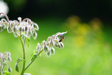 Biene liebt Borretsch
