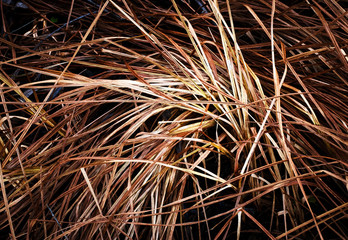 detail on dry brown long grass