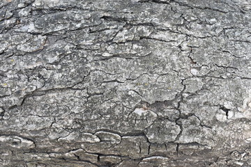Fototapeta premium Background Texture Bark Wooden Tree