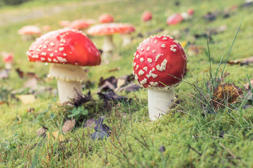 Giftige Fliegenpilze im Wald