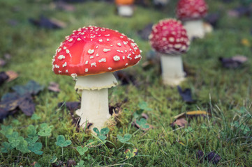 Giftige Fliegenpilze im Wald