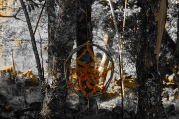 Filtro dos sonhos entre árvores