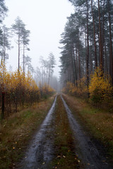 Fototapeta na wymiar Rain and fog in the forest