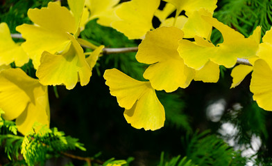 Yellow and gold leaves of Ginkgo tree (Ginkgo biloba), known as ginkgo or gingko against background of blurry foliage. Golden foliage elegant nature concept for design