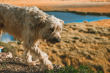 Dog Lake