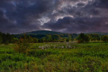 Fototapeta premium Autumn landscape with grass and wild flowers on the background of a forest.
