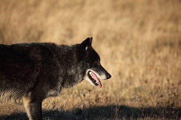 A north american wolf (Canis lupus) staying and laughing in the dry grass in front of the forest.