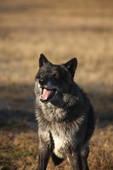 A north american wolf (Canis lupus) staying and laughing in the dry grass in front of the forest.