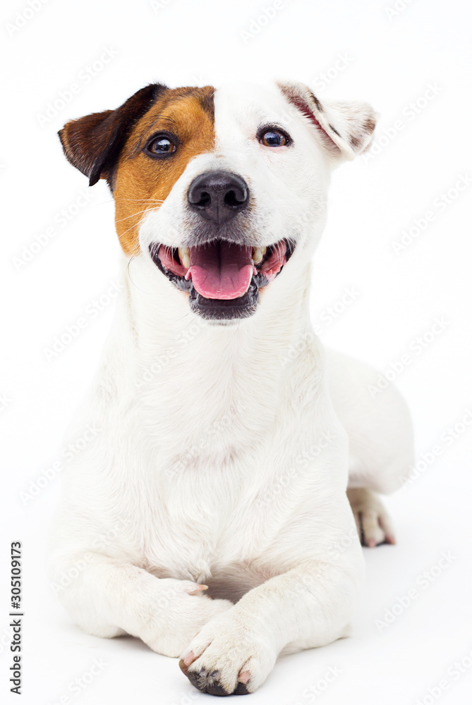 Poster dog jack russell terrier looks up on a white background