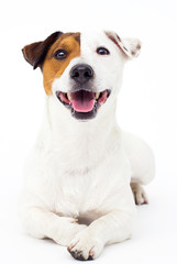 dog jack russell terrier looks up on a white background - obrazy, fototapety, plakaty