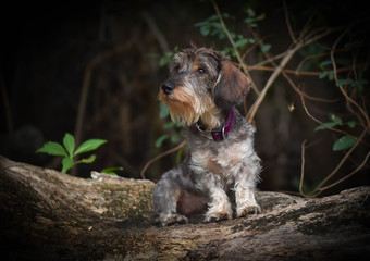 dog in the woods © george