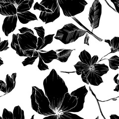 Vector Magnolia floral botanical flowers. Black and white engraved ink art. Seamless background pattern. - 305109788