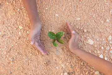 Human hands are planting seedlings into the soil. children hands was gently encircled.