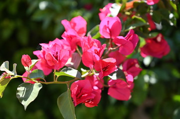 rose, garden, flower