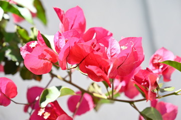 Fototapeta na wymiar rose, garden, flower