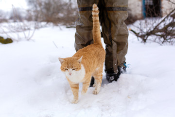 Red cat walks in the winter in the snow on the street