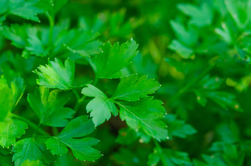  Fresh green parsley growing in the garden