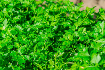  Fresh green parsley growing in the garden