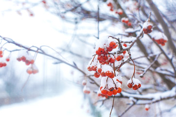 A bunch of rowan berries covered in snow hangs on a bush.