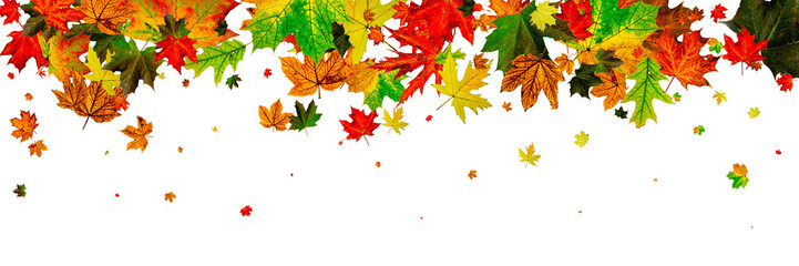 Autumn leaf isolated. Falling October background. Thanksgiving s