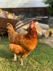 chicken in farm