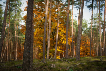 Farbenspiel im Herbst