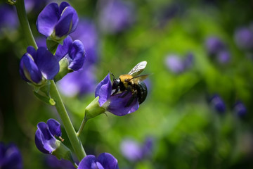 Bumble Bee on Purple Flower