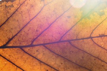 Obraz premium yellow leaf