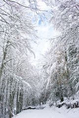 Trees covered by the snow