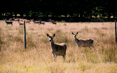 deers in the field