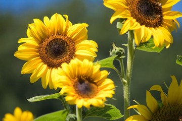 Obraz premium Sunflowers on sunny day 