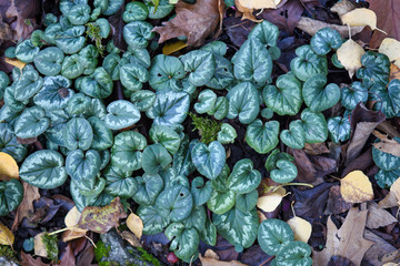 Fototapeta na wymiar Background of autumnal leaves