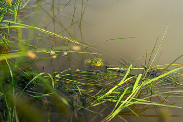 grass with water drops