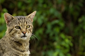 Cat posing in front of blur background 