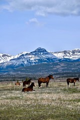 Fototapeta na wymiar herd of horses in the rocky mountains near Calgary Alberta