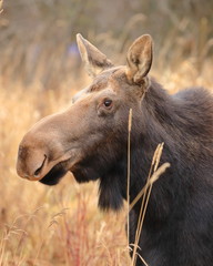 Cow moose profile portrait in the grass - 305113159