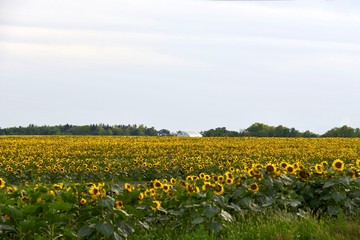 Sunflower field with a farm in the background