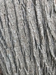 Cypress bark
