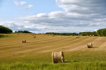 Round hay bales in a field near Neepawa Manitoba