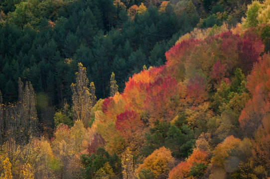 European Aspen Forest In The Autumn, Lleida, Spain