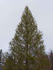 Spruce or Pine Tree. Christmas tree cultivation.