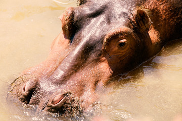 hippopotamus head out of the water