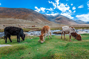 Three Cows with Beautiful View Background in Leh, Ladakh, Jammu and Kashmir, India